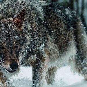 Meet your Posher, Michalena